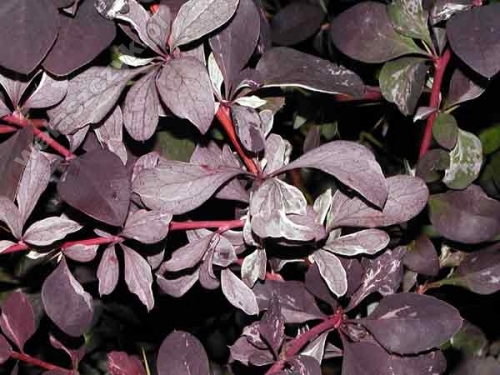 Berberis thunbergii 'Silver Miles'